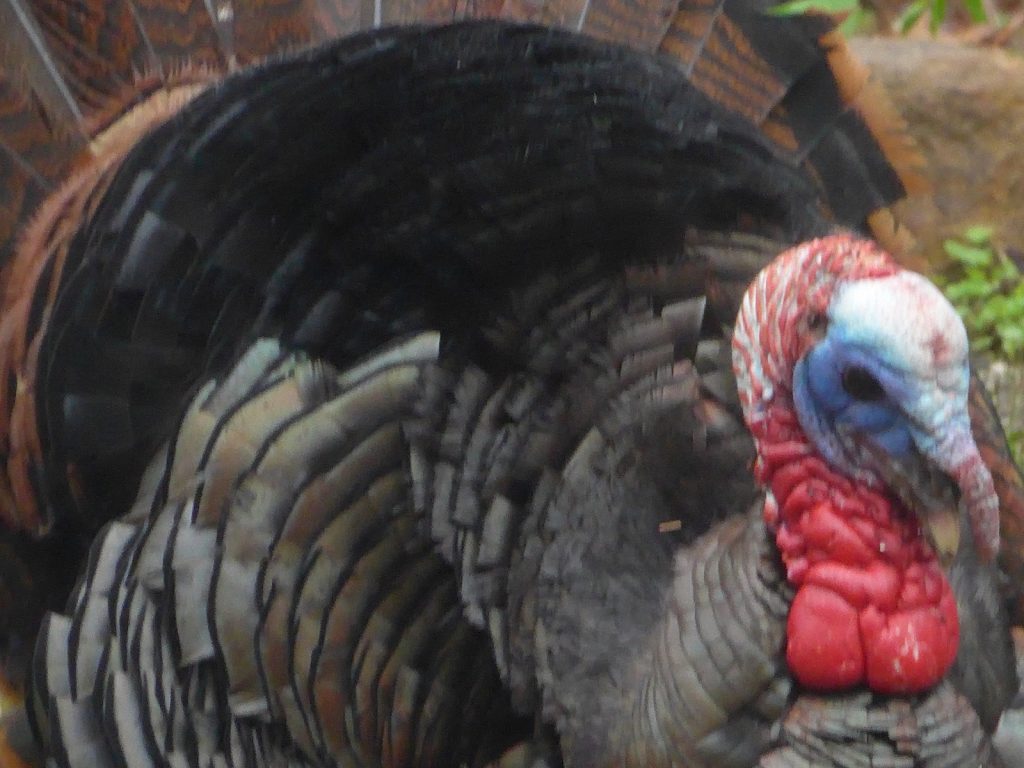 Photo of a wild turkey
